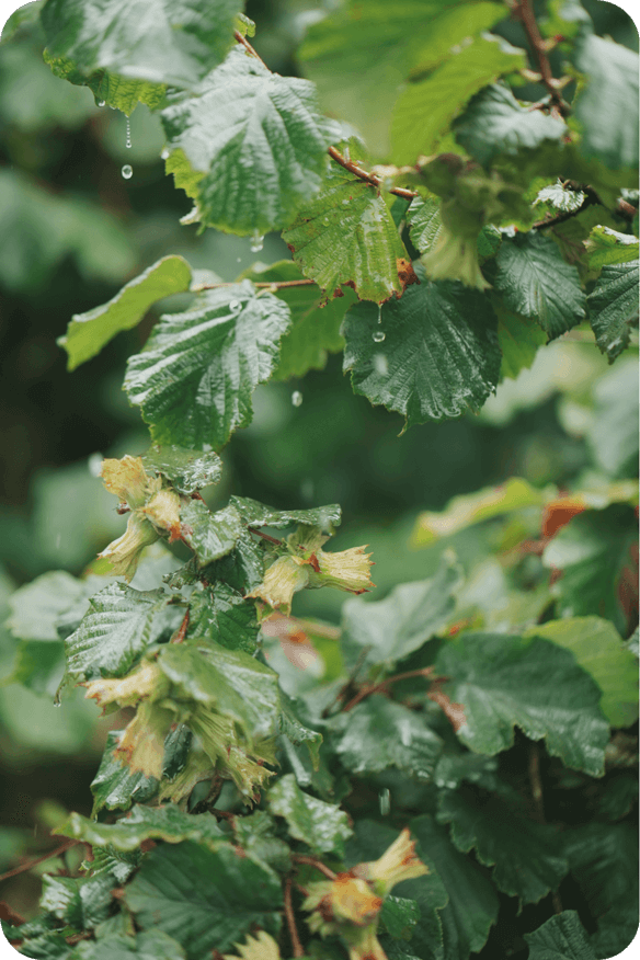 Hazelnut tree